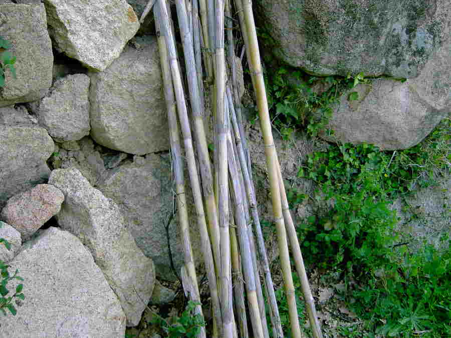 Bambus_klein
